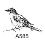 A585 Small Bird