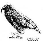 C5067 Kea