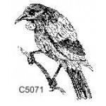 C5071 Tui